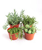 Mixed Hanging Succulent Pack in 4" Grow Pots (Pack of 4)