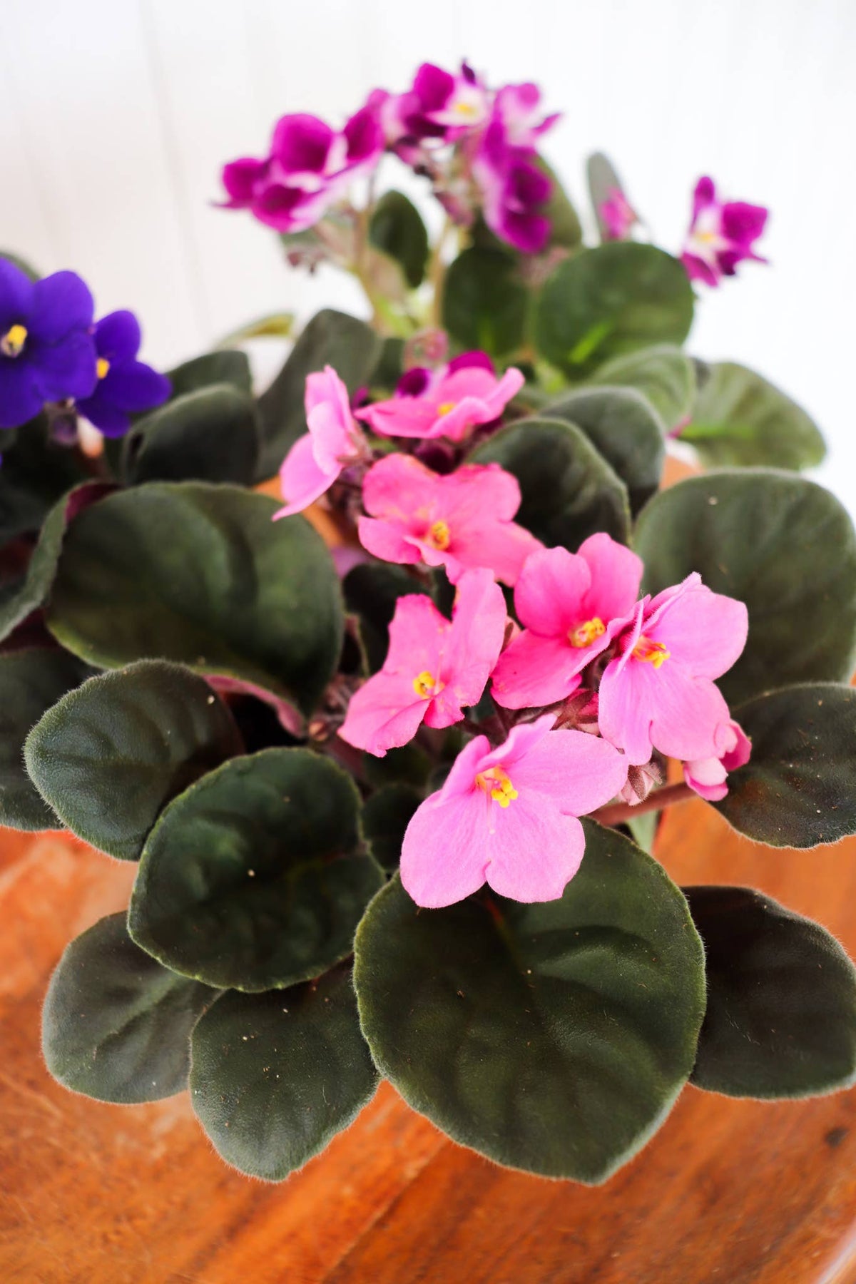 4" African Violet