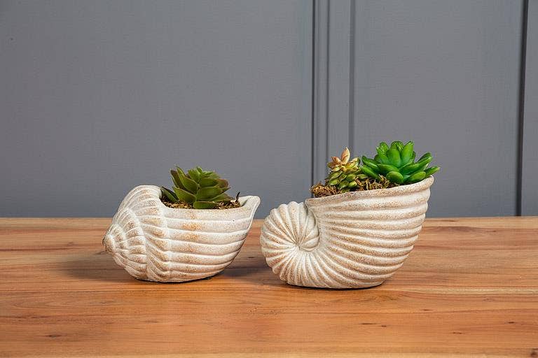 Small Conch Planter-6"L