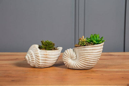 Small Conch Planter-6"L
