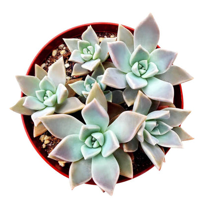 RARE Variegated Ghost Succulent 2"/ 4", Halloween Plant Gift