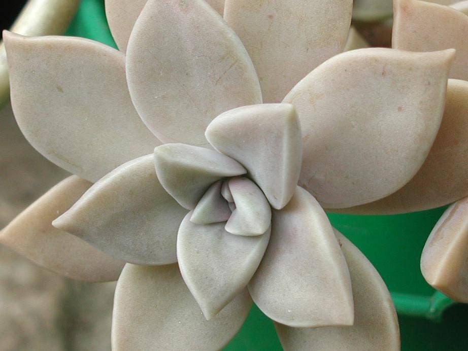 Graptopetalum 'Frank Reinelt' 2" Grower Pot