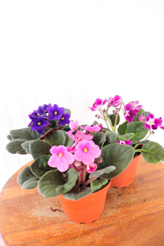 4" African Violet