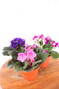 4" African Violet