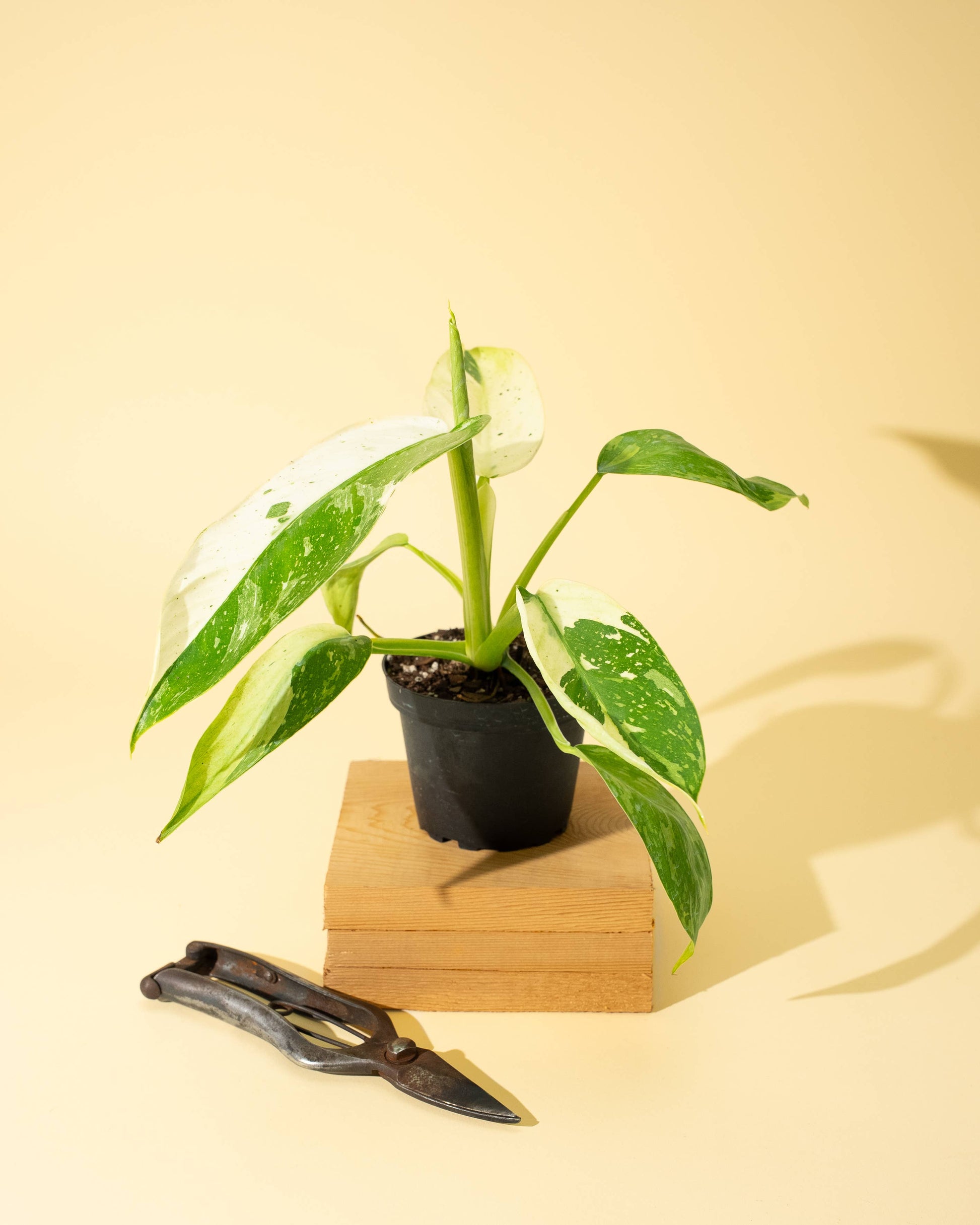 4" Philodendron 'Jose Buono Fiesta'
