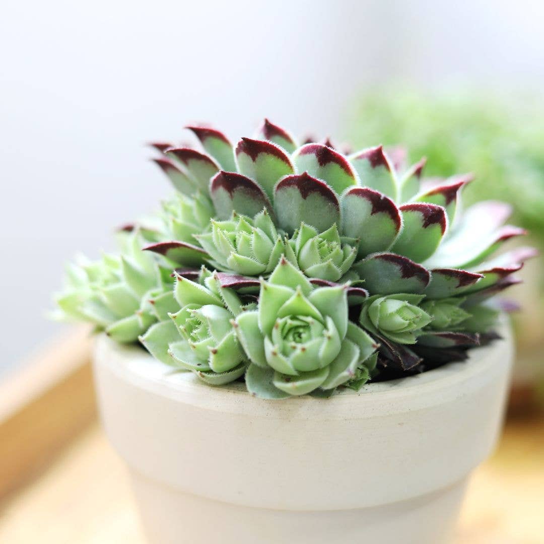 Sempervivum Calcareum - Live Hardy Succulent in 2/4/6in Pot