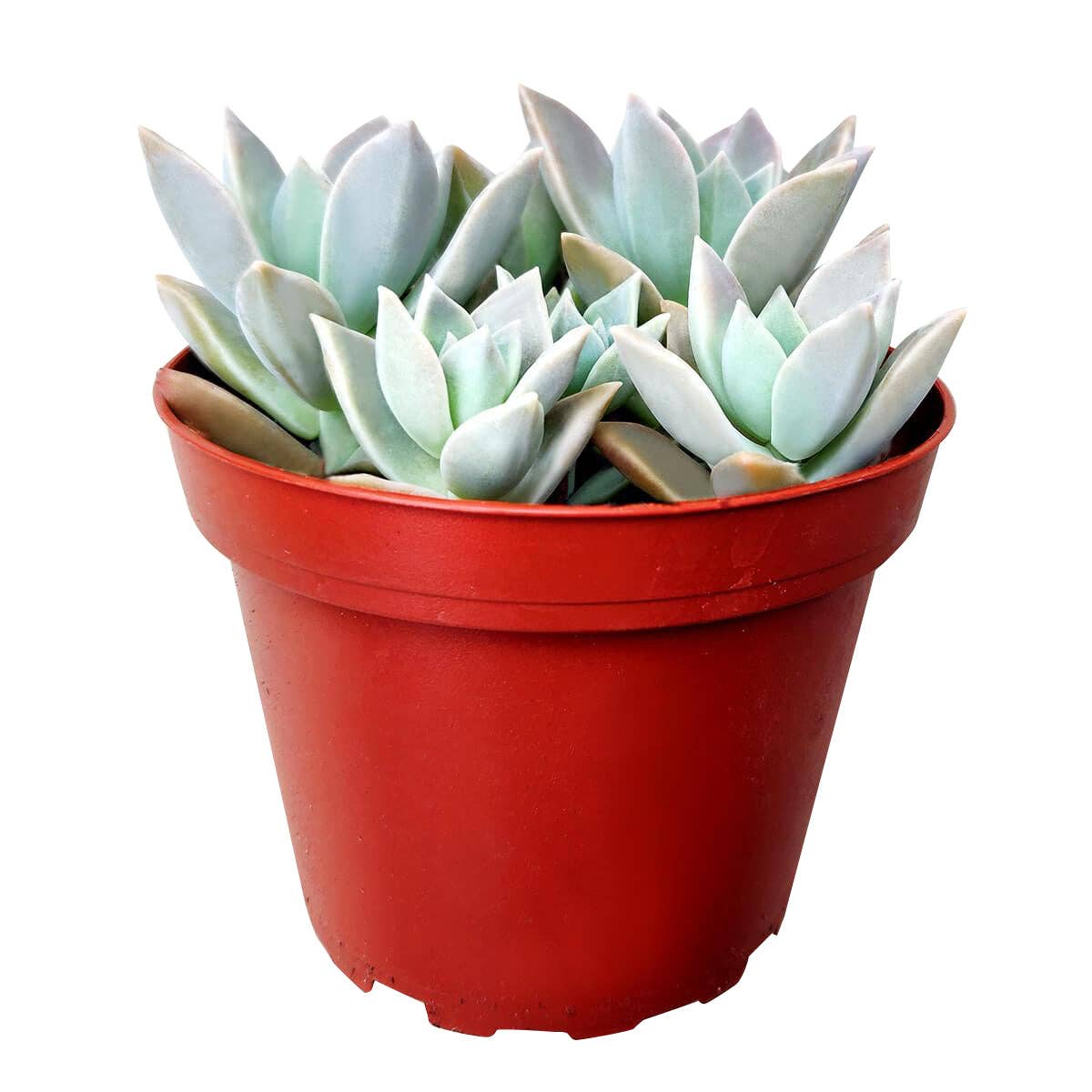 RARE Variegated Ghost Succulent 2"/ 4", Halloween Plant Gift