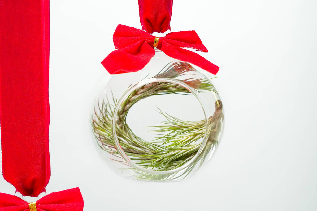 Mini Air Plant Ornament