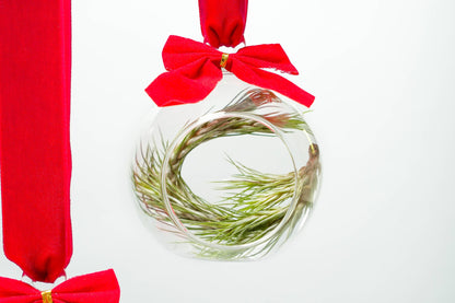 Mini Air Plant Ornament