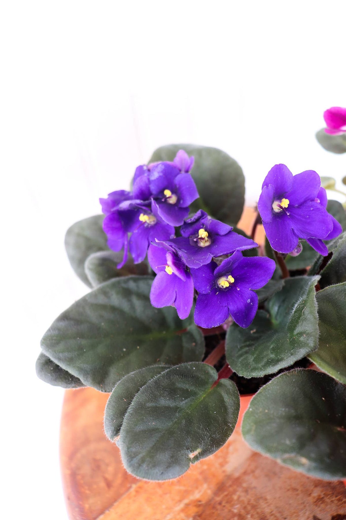 4" African Violet