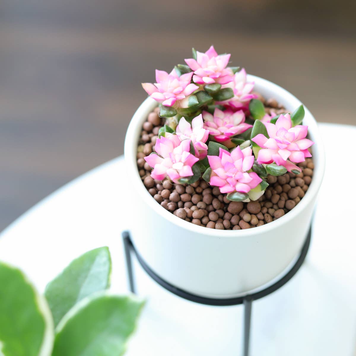 Mystery Colorful Succulent - Fully-rooted 2.0" Pot Plants