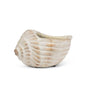 Small Conch Planter-6"L