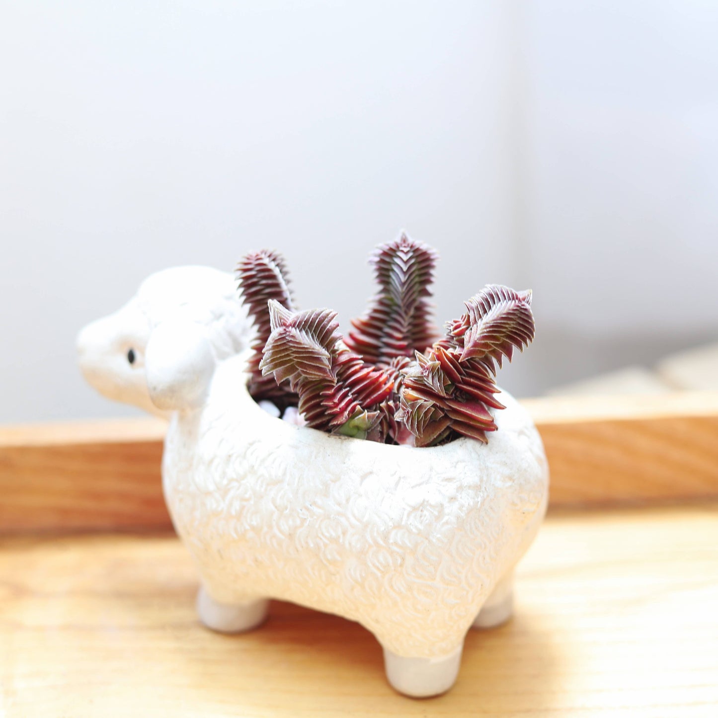 Mystery Colorful Succulent - Fully-rooted 2.0" Pot Plants