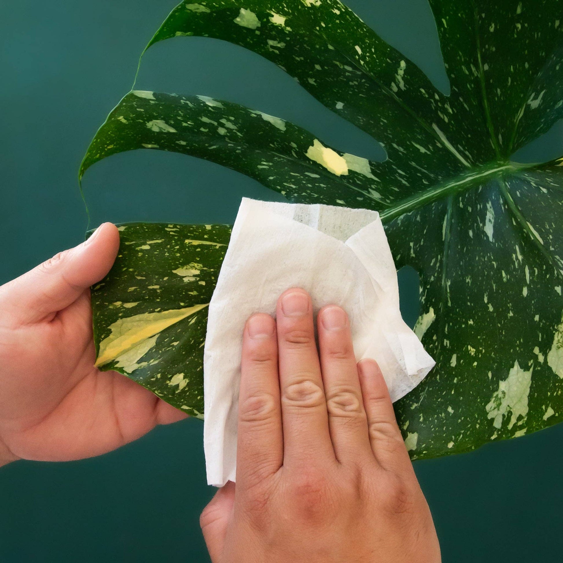 Plant Cleansing Wipes | Lagoon | Neem Oil Infused