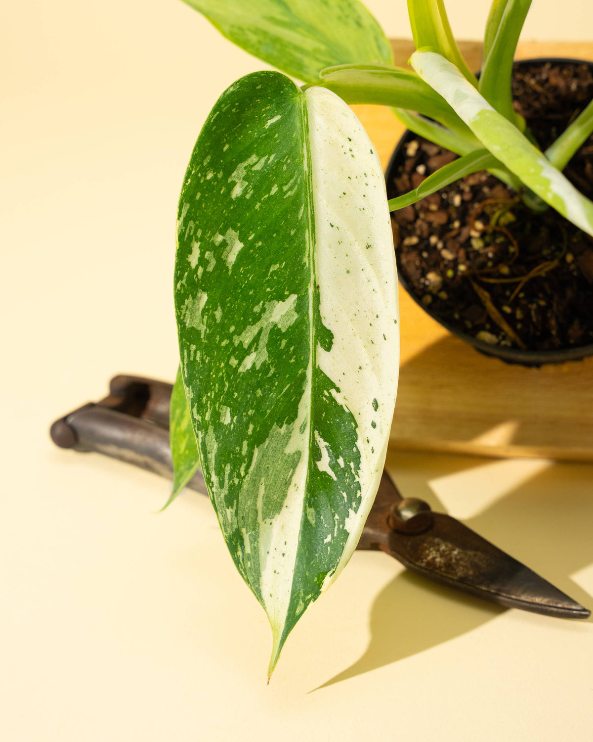 4" Philodendron 'Jose Buono Fiesta'