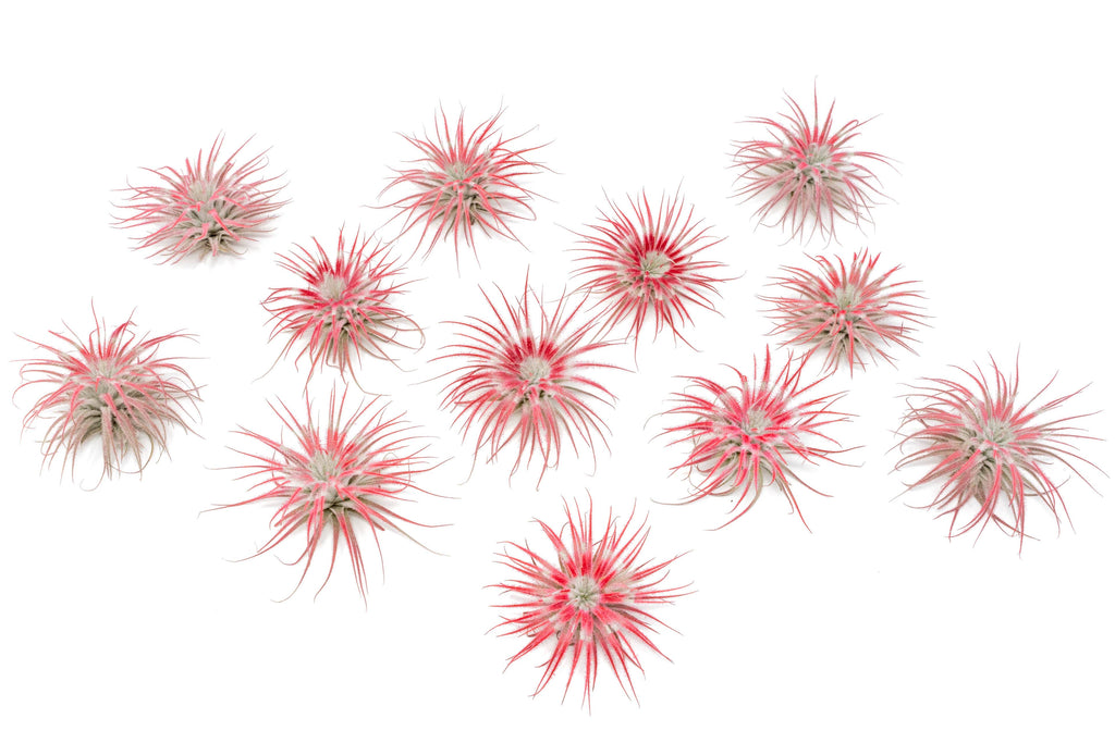 Color Enhanced Peppermint Swirl Tectorum Air Plants