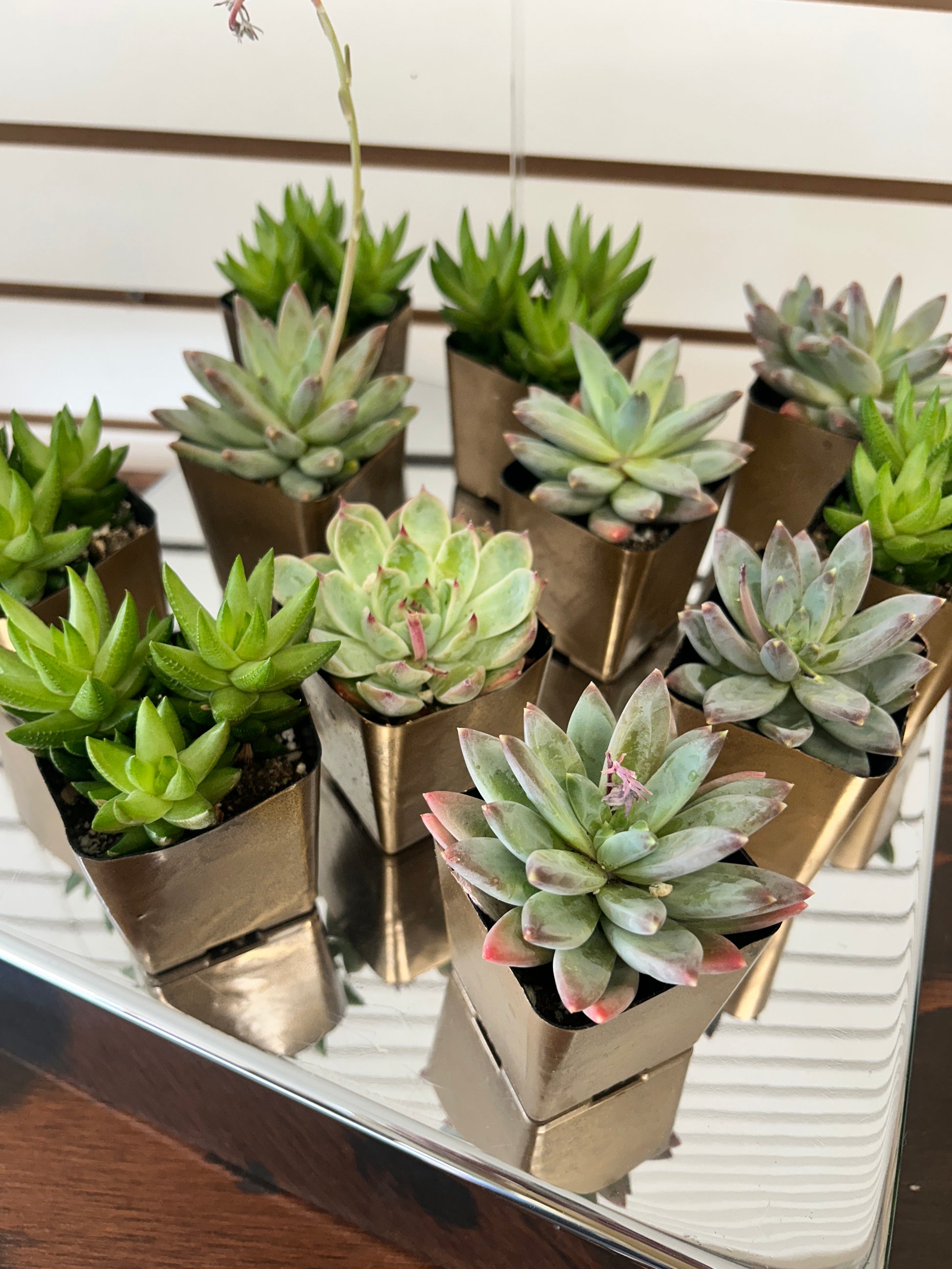 succulent favor pots 2" Succulent Pot – Main St Floral Co