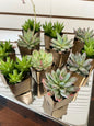 2" Succulent Pot