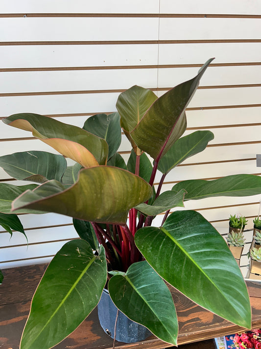 Philodendron Rojo Congo