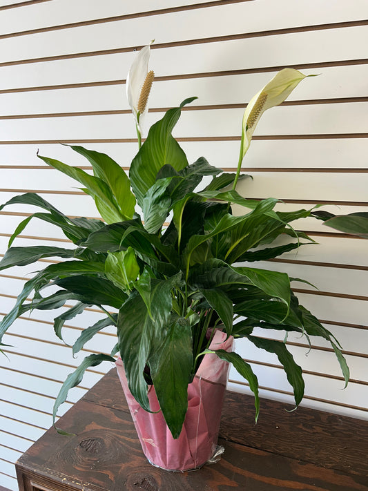 Sympathy Peace Lily