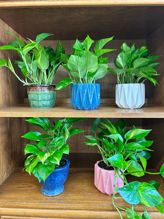 Golden Pothos -No Pot