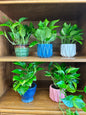 Golden Pothos -No Pot