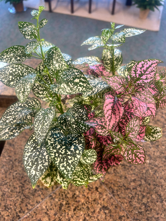 Polka Dot -Hypoestes Splash 6"