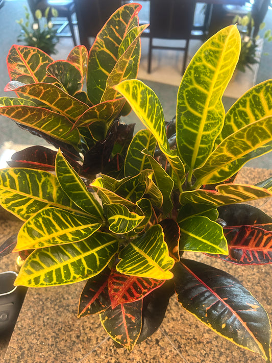 Croton Petra 6"