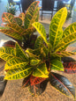 Croton Petra 6"