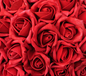 12 Roses (Red, White, or Pink)