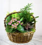 Blooming Sympathy Garden