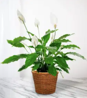 8" Peace Lily with Basket & Bow