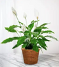 8" Peace Lily with Basket & Bow