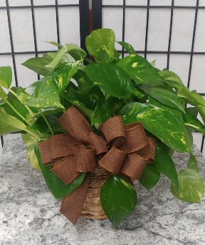 Pothos Sympathy Basket & Bow