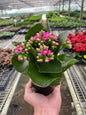 Kalanchoe Yellow - 4" Pot