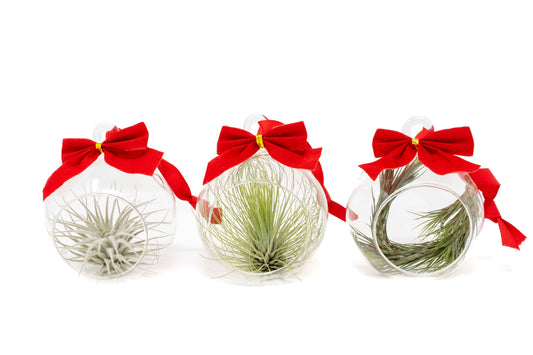 Mini Air Plant Ornament