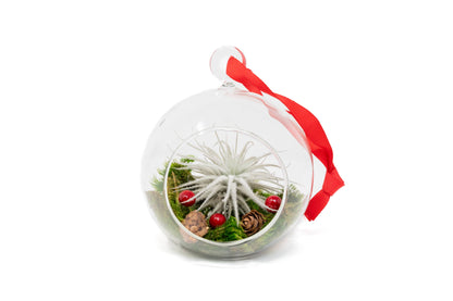 Lg Air Plant Ornament