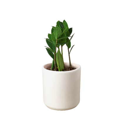 Zamioculcas Zamiifolia ZZ - Live ZZ Plant