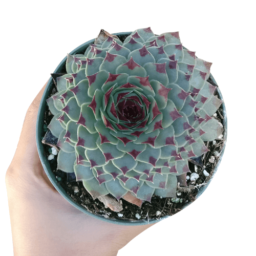 Sempervivum Calcareum - Live Hardy Succulent in 2/4/6in Pot