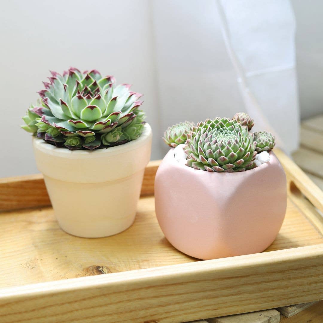 Sempervivum Calcareum - Live Hardy Succulent in 2/4/6in Pot