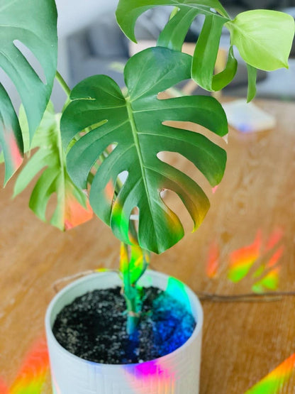 Rainbow Making Monstera Suncatcher Window Decal  Sticker