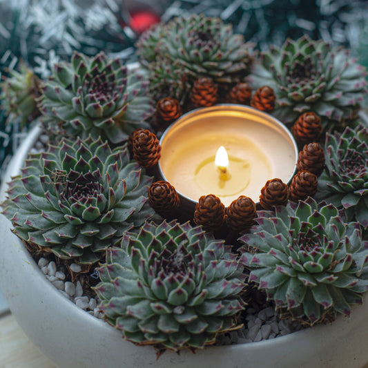 Sempervivum Calcareum - Live Hardy Succulent in 2/4/6in Pot