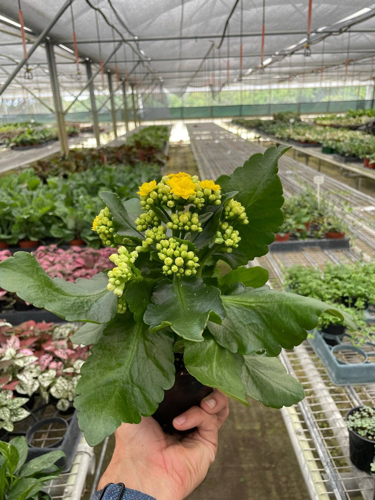 Kalanchoe Yellow - 4" Pot