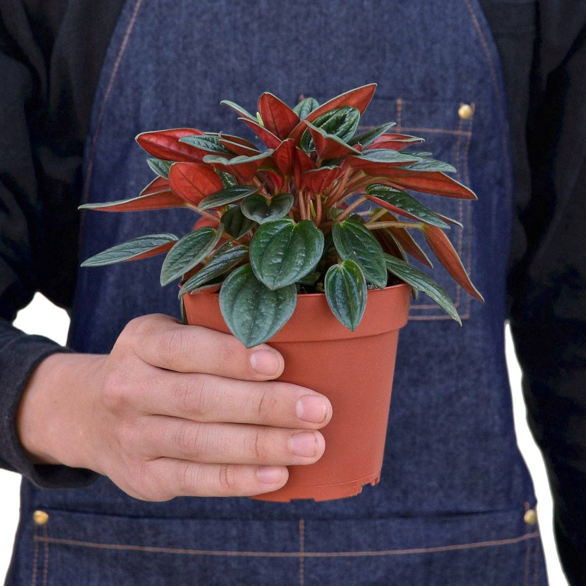 Peperomia Rosso Live Plant - Peperomia caperata 'Rosso'