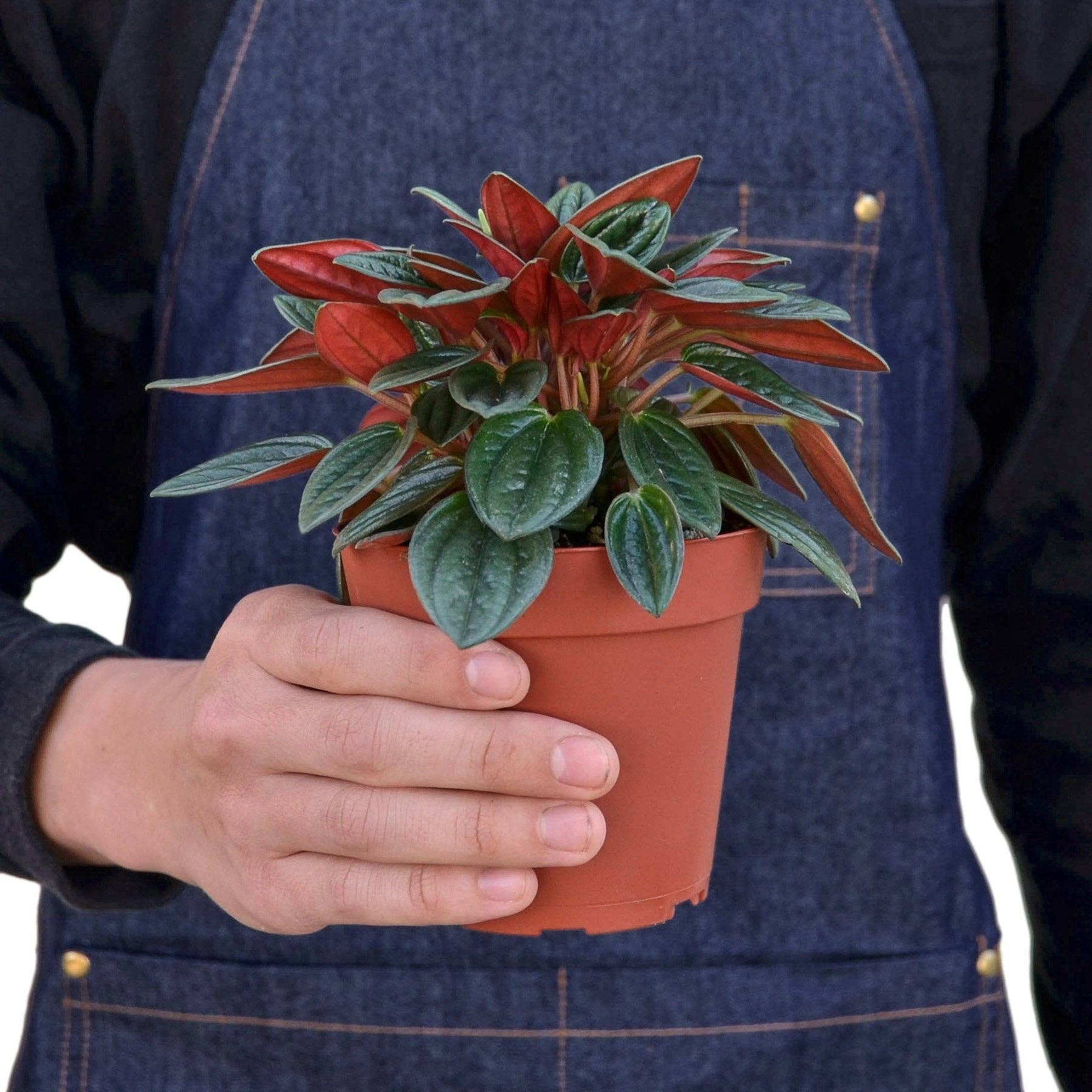Peperomia Rosso Live Plant - Peperomia caperata 'Rosso'