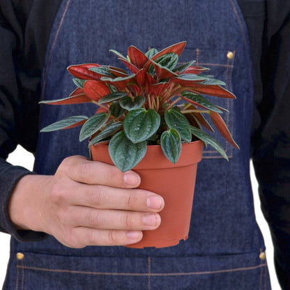 Peperomia Rosso Live Plant - Peperomia caperata 'Rosso'