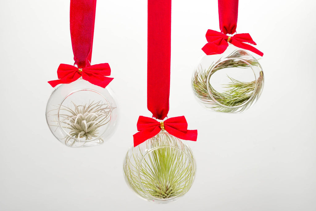Mini Air Plant Ornament