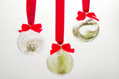 Mini Air Plant Ornament
