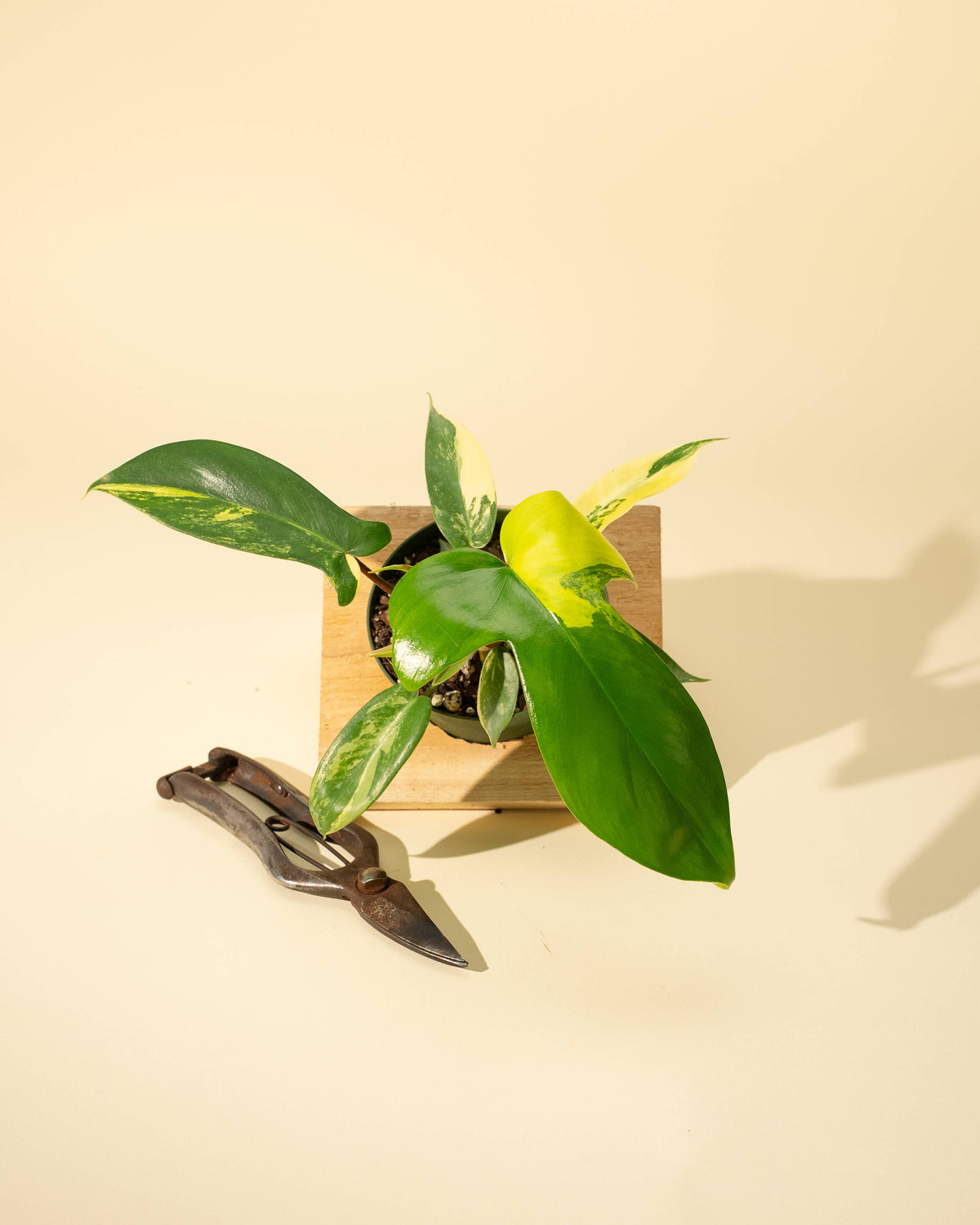 4" Philodendron Florida Beauty 'Sunrise'