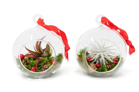 Lg Air Plant Ornament